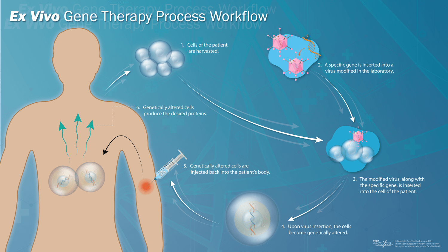 Vectors in Gene Therapy